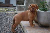 FETE DU DOGUE DE BORDEAUX